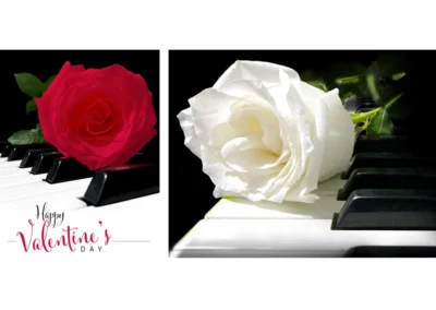 Beautiful Isolated Red & White Roses on Piano Keys for Valentine's Day